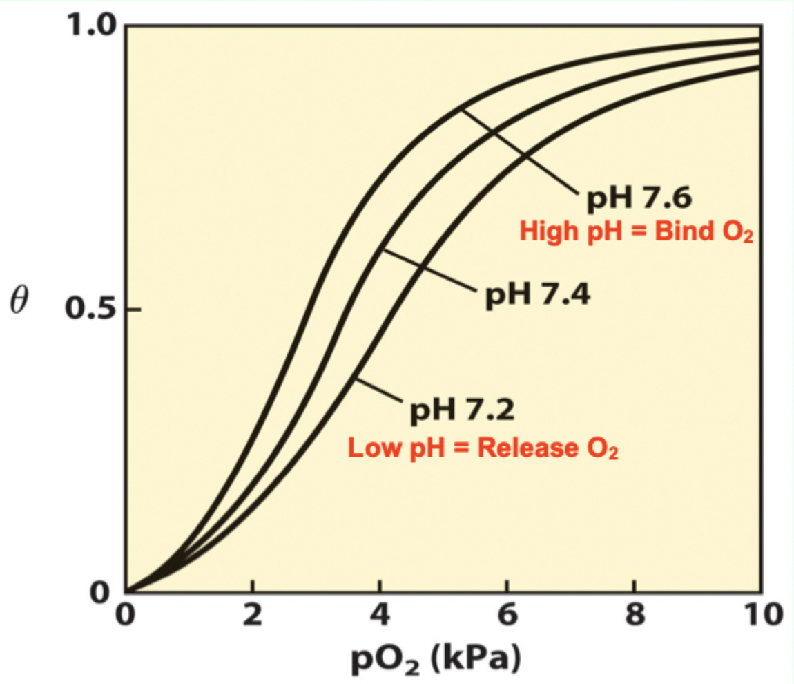 <p>As pH drops in metabolizing tissues, what happens?</p>
