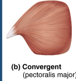 <p>convergent fascicles </p>