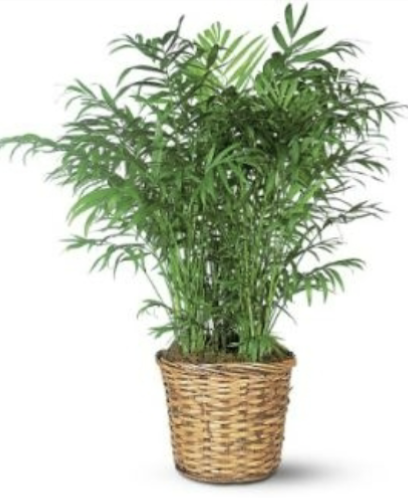<p>What is the scientific name of this plant? </p>
