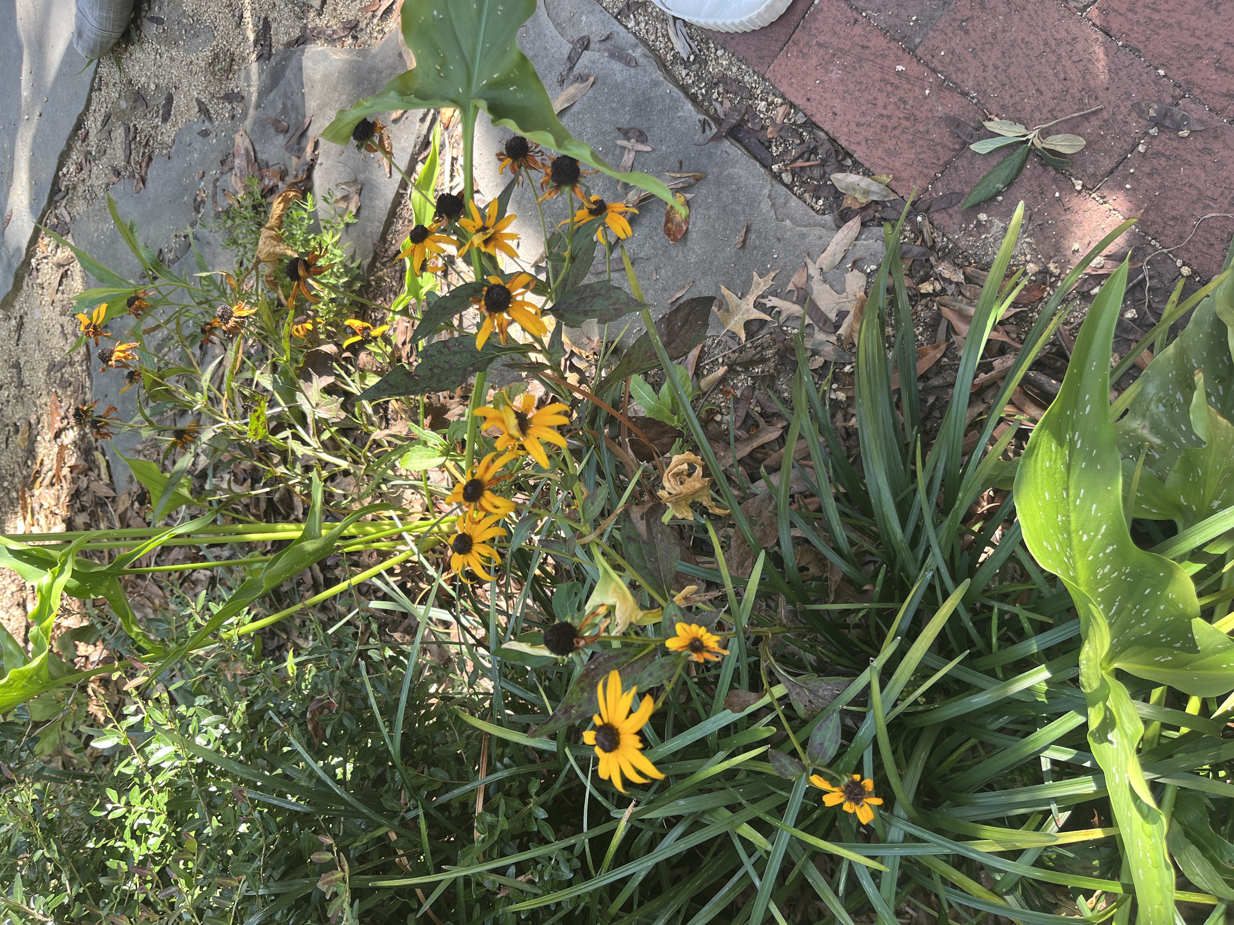 <p>Rudbeckia flugia var. sullivantii ‘Goldsturm’</p>