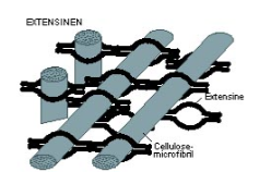 <p>Eiwitten met suikergroepen in de celwandmatrix, bekend als extensinen. Hechten cellulose-microfibrillen aan elkaar. Bevatten veel hydroxyproline (verhindert α-helixvorming). Bij celgroei laten de eiwitten elkaar los zodat de microfibrillen kunnen verschuiven en de celwand kan meegroeien.</p>