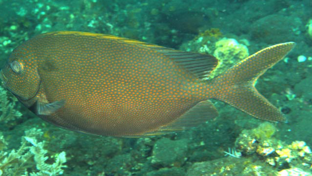 <p>Siganus punctatissimus </p>