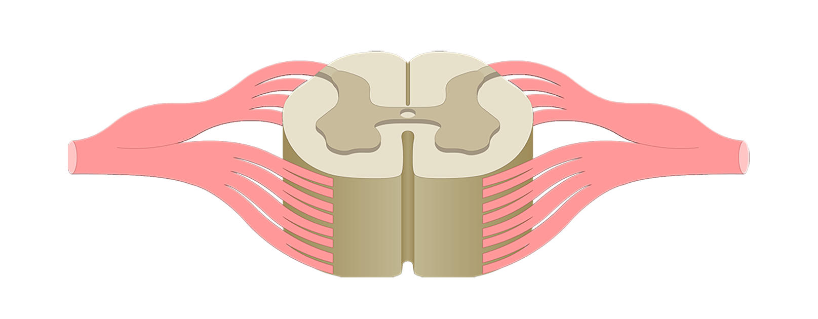 <p>the white part </p>