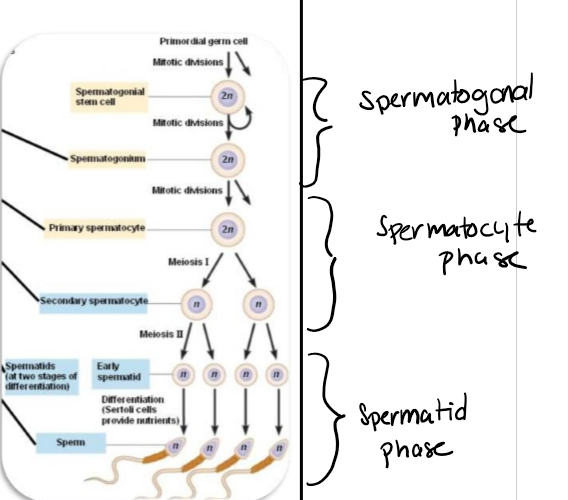 <ul><li><p>Onset- puberty</p></li><li><p>Hormonal requirements</p><ul><li><p>LH, FSH, testosterone regulation </p></li></ul></li><li><p>Occurs in waves and cycles</p></li><li><p>Three phases</p><ul><li><p>Spermatogonia phase </p><ul><li><p>Proliferation, renewal and differentiation</p></li><li><p>mitosis</p></li></ul></li><li><p>Spermatocyte phase</p><ul><li><p>Meiosis</p></li></ul></li><li><p>Spermatid phase </p><ul><li><p>Final maturation steps </p></li></ul></li></ul></li><li><p>1 spermatogonium (stem cell)= 256 spermatozoa</p></li></ul><p></p>