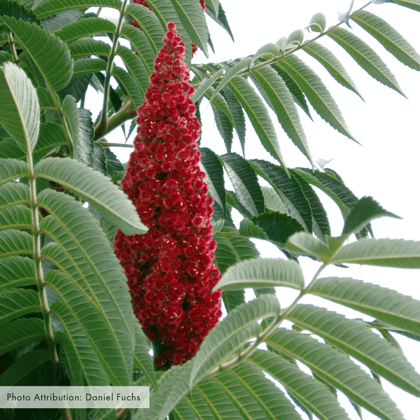 <p>Staghorn sumac</p>