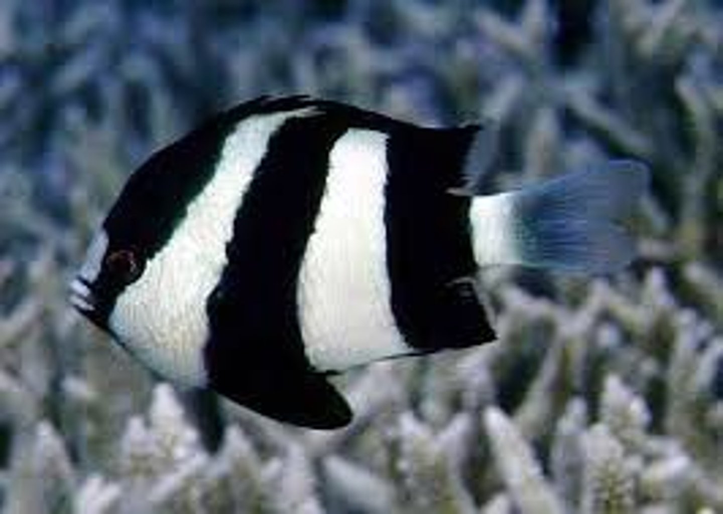 <p>Dascyllus aruanus</p>