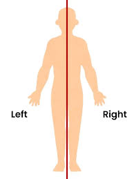 <p>toward the midline of the body (hacia la linea del medio del cuerpo )</p>