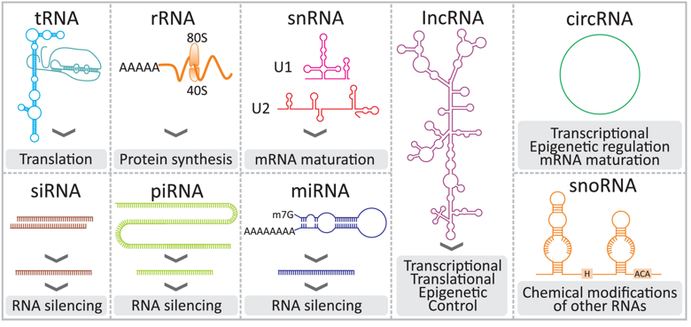 <ul><li><p>tRNA (transfer RNA)</p></li><li><p>rRNA (ribosomal RNA)</p></li><li><p>snRNA (small nuclear RNA)</p></li><li><p>IncRNA (long ncRNAs)</p></li><li><p>circRNA (circular RNAs)</p></li><li><p>siRNA (small interfering RNA)</p></li><li><p>piRNA (PIWI-associated RNAs)</p></li><li><p>miRNA (microRNA)</p></li><li><p>snoRNA (small nucleolar RNA)</p></li></ul><p></p>