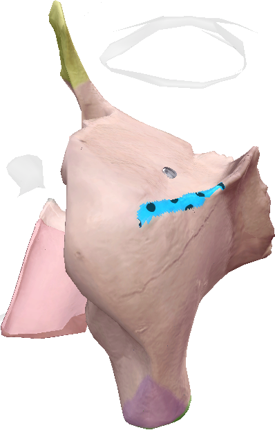 term image