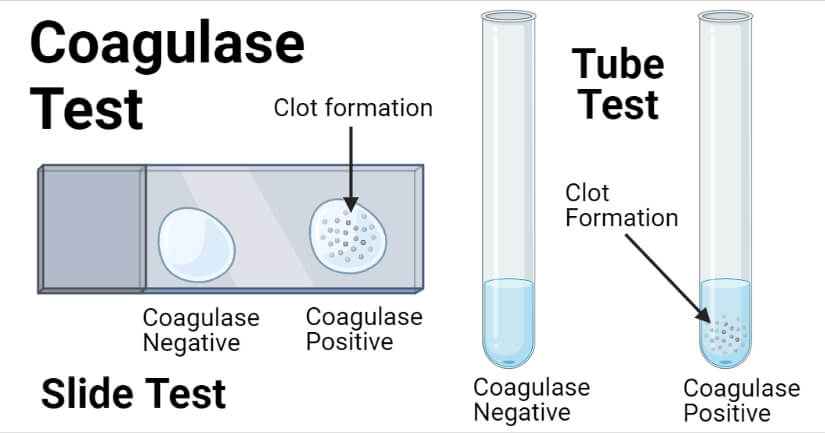 <ul><li><p>the enzyme coagulase converts fibrinogen to fibrin</p></li><li><p><em>Staphylococcus aureus</em> produces coagulase</p></li><li><p><strong>slide test</strong></p><ul><li><p>colony is mixed with rabbit plasma, positive reactions indicated by fibrin clots</p></li></ul></li><li><p><strong>tube test</strong></p><ul><li><p>rabbit plasma is mixed with the organism and incubated</p></li></ul></li></ul><p></p>