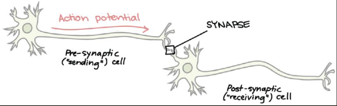 <p>When signal reaches it, it triggers chemical messages to be sent to dendrites of the next neuron across the synapse</p>