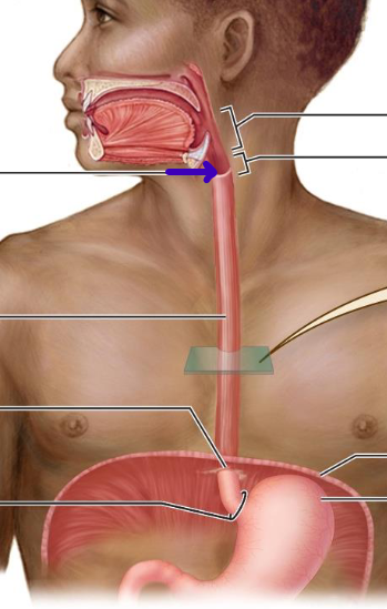 knowt flashcard image