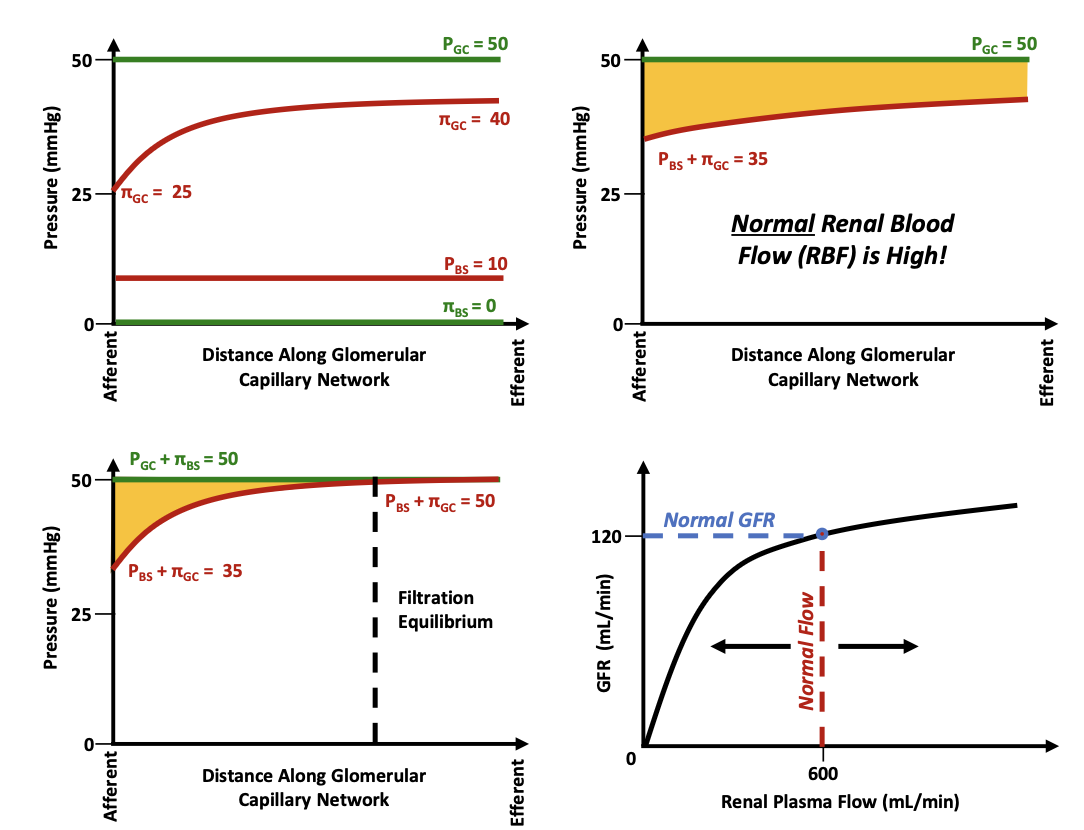 <p>What pressure increases along the capillary?</p>
