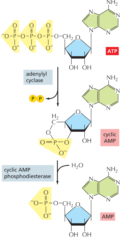 <p>converts cAMP to ordinary AMP which degrades it</p><ul><li><p>continuously active so cAMP lvls r constanctly changing </p></li></ul><p></p>