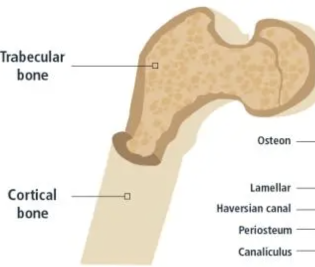 <p>Inner spongy layer of bone that has a porous structure, providing support and helping to reduce weight while maintaining strength. </p>