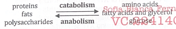 <p>Refers to all chemical reactions of cell → Anabolism (build up, synthesize), Catabolism (break down)</p><p>Proteins, fats, polysaccharides -catabolism→ ←anabolism- amino acids, fatty acids and glycerol, glucose</p>