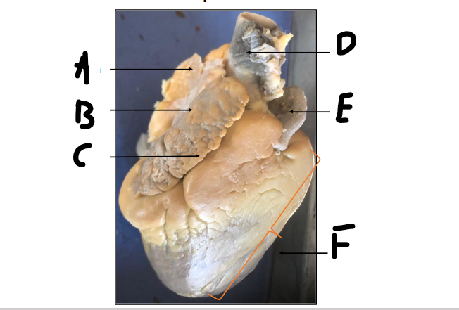 <p>C</p>