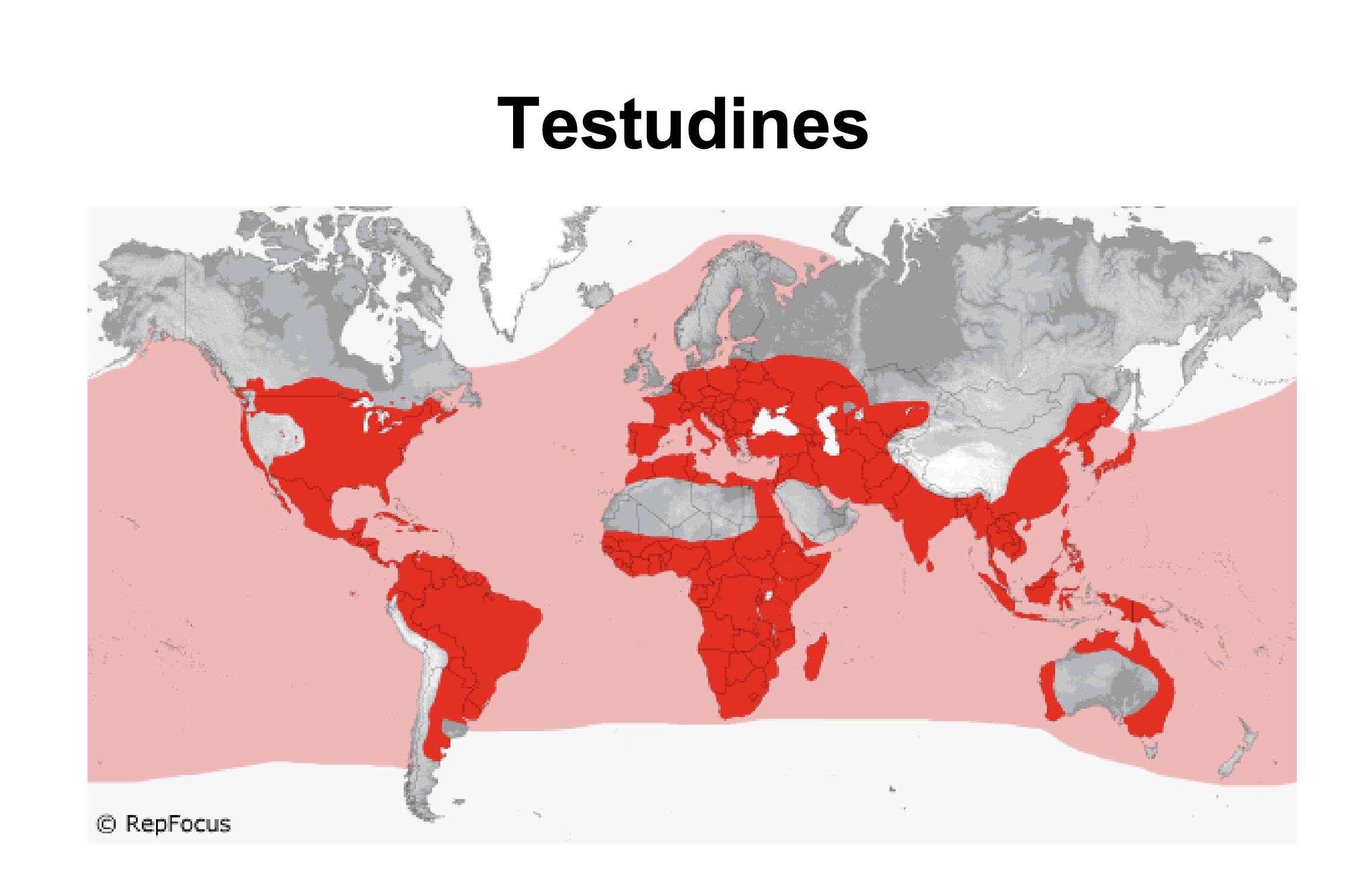 <p>Testudines</p>