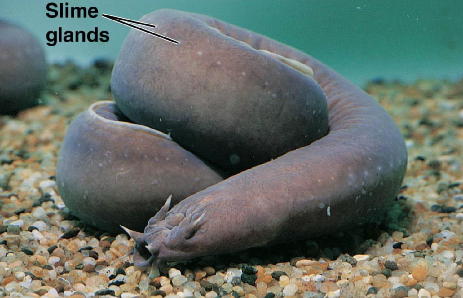 <p>Hagfishes</p>