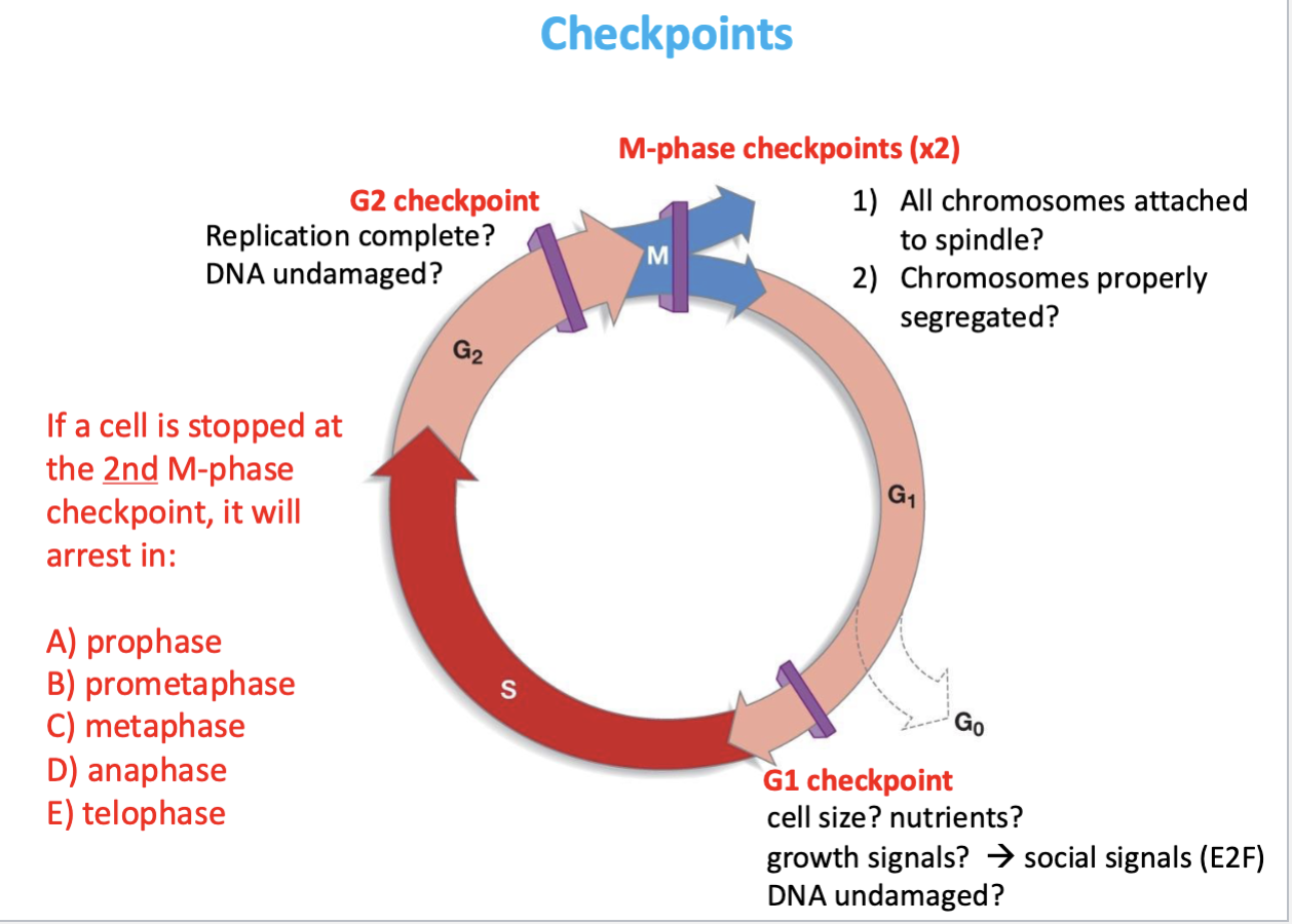 <p>Whether all chromosomes properly segregated</p><ul><li><p>anaphase —> sister chromatids broken apart &amp; go to opposite poles </p></li></ul><p></p>