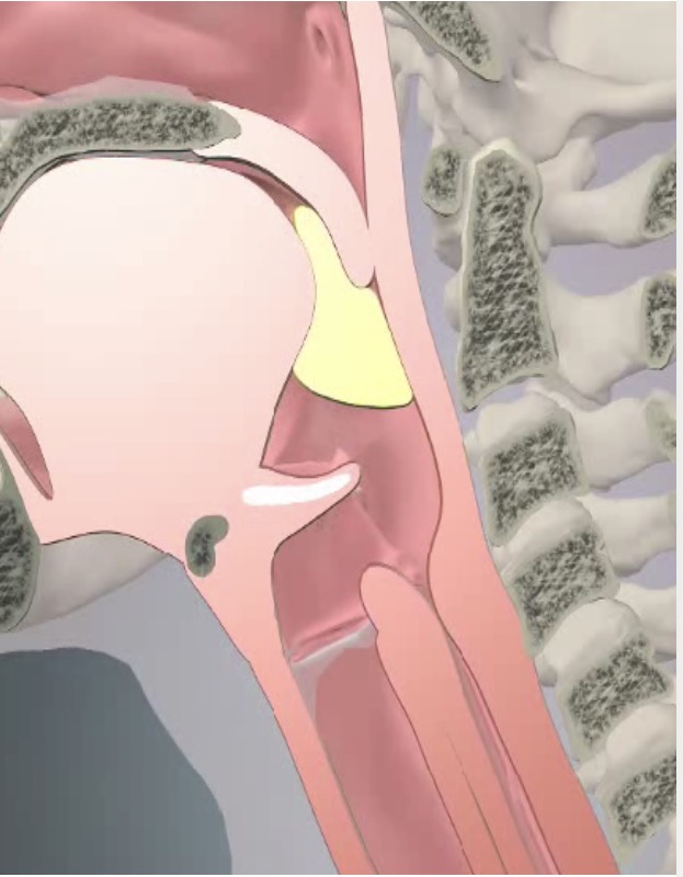 <p>Pharyngeal Phase</p>