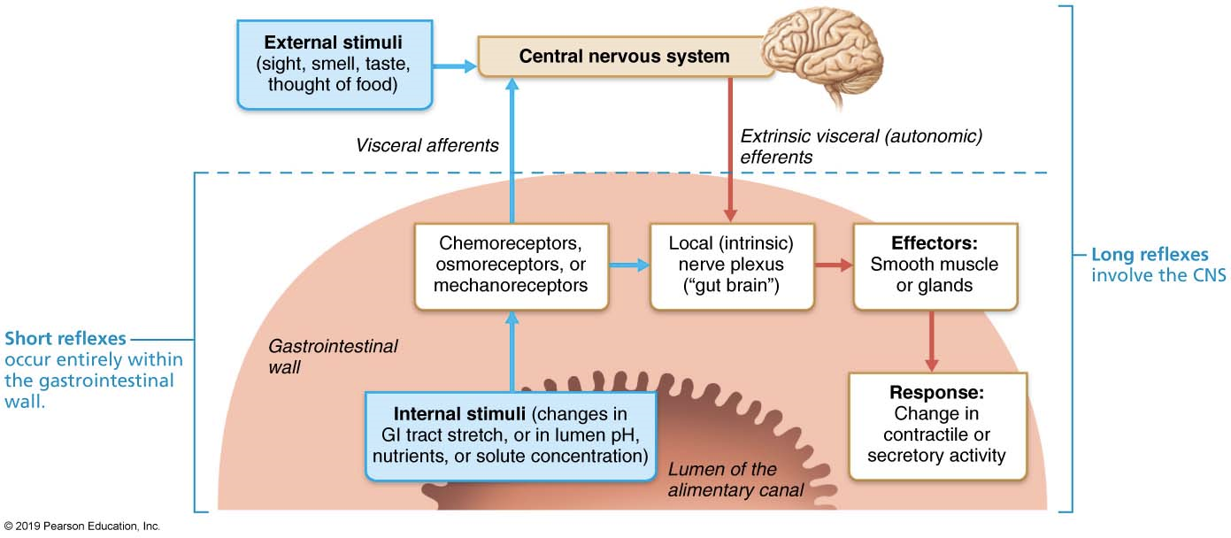 <p>neural regulation of digestion</p><p>-short (____) reflexes: for ___ control</p><p>→ </p><p>→ </p><p>long (_____) reflexes: for ___ control</p><p>→</p><p>→ </p>