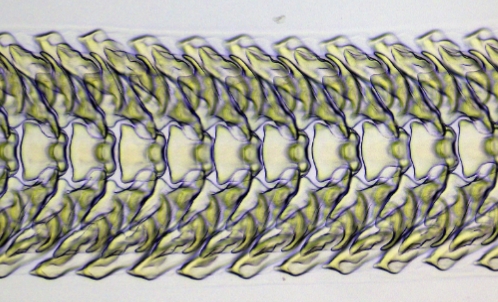 <p>identify the structure and the genus of the organism it belongs to</p>