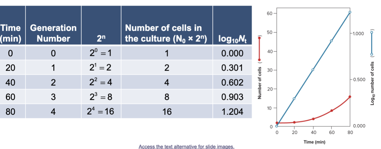 <p><span style="color: yellow;"><strong>Generation (doubling) time</strong></span></p><p>• Time required for the population to double in size.</p><p>• Varies depending on species of microorganism and environment.</p>