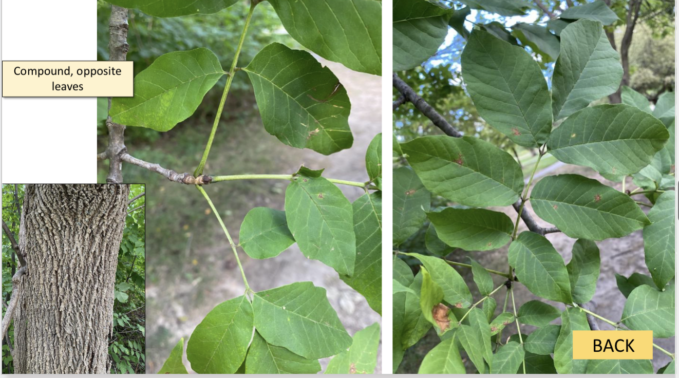 <p>What tree is this?</p>