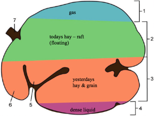<p>The <strong>largest compartment </strong>of the ruminant stomach</p><p> functioning as an anaerobic fermentation vat lined with papillae to absorb short-chain fatty acids and increase absorptive surfaces </p><ul><li><p>there are three levels of feed in the rumen with layer of gas on top </p></li></ul><p></p>
