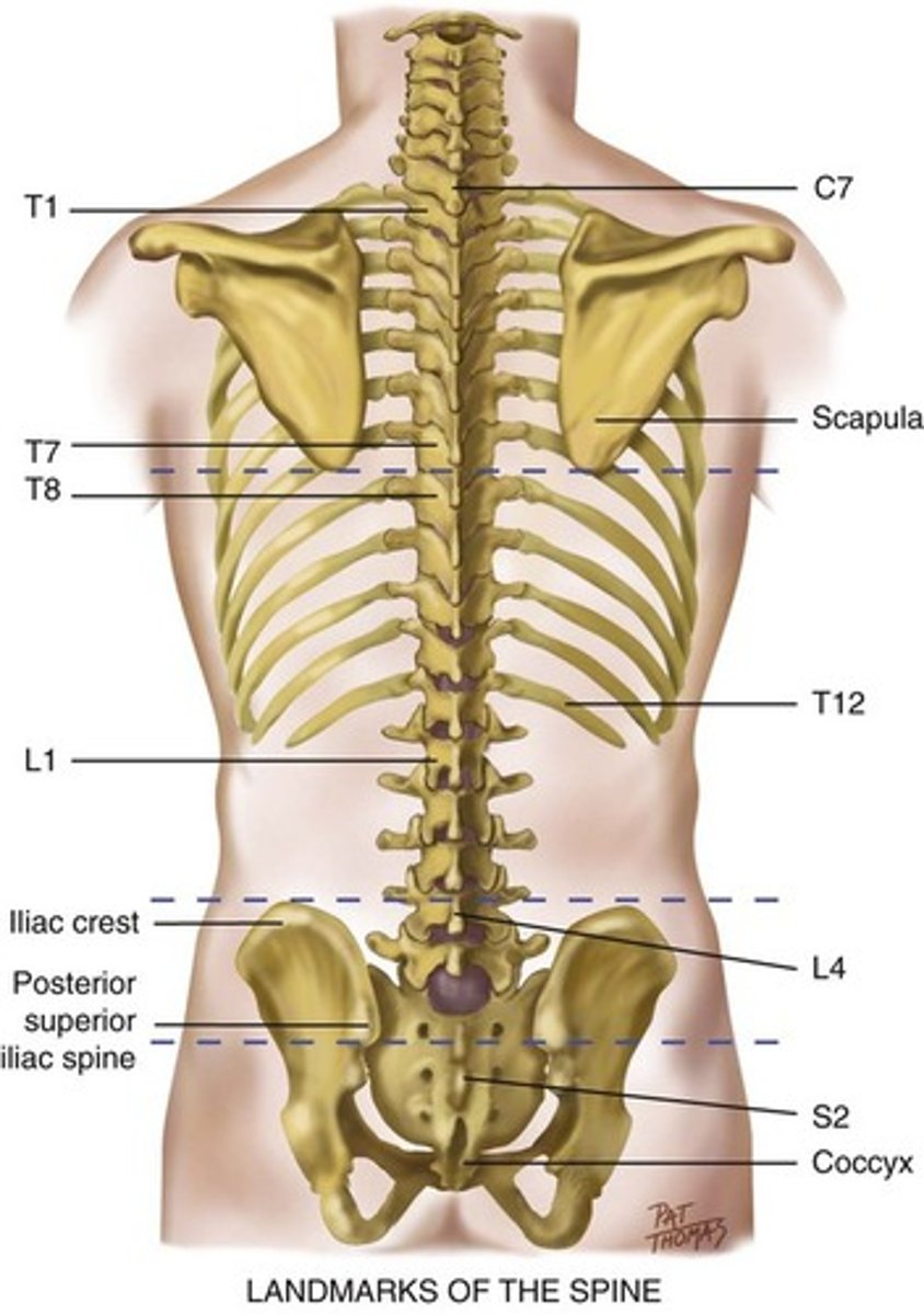 <p>cervical/lumbar curve = concave</p><p>thoracic/sacro. curves = convex</p><p>absorbs shock</p><p>flexion, extension, abduction, rotation</p>