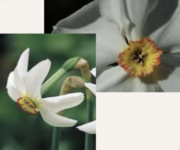 <p>4 leaves<br>Solitary flower<br>Long, cylindrical perianth tube<br>White outer whorl, with ring corona, yellow/ red margins</p>