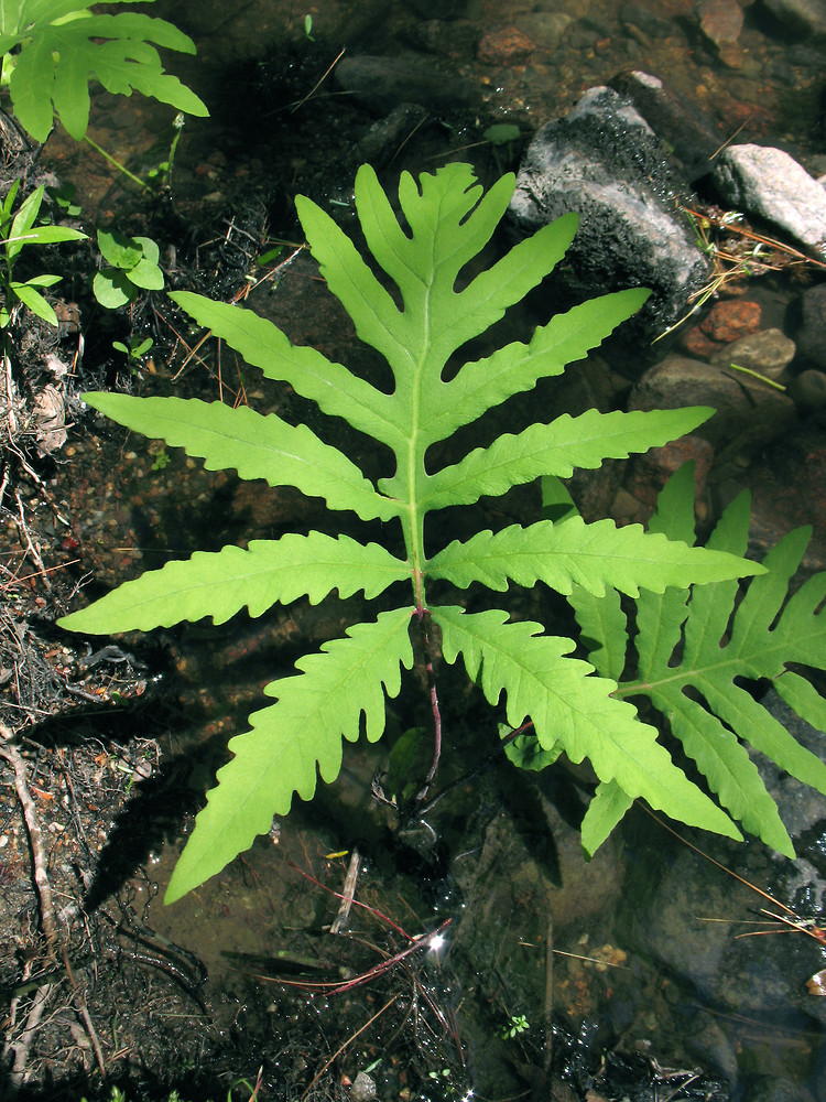 <p>Onoclea sensibilis</p>