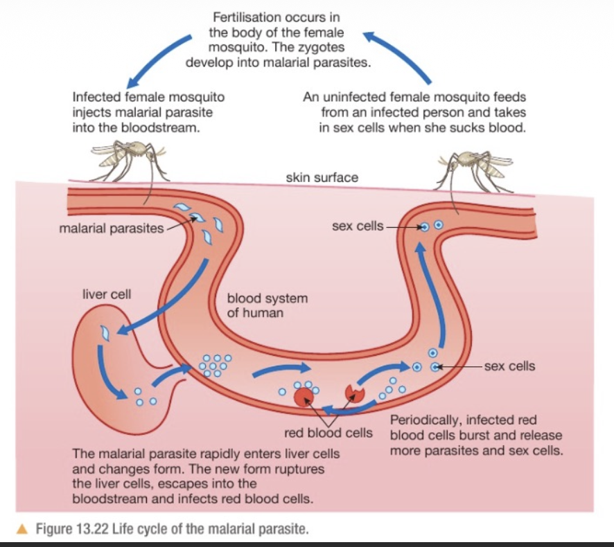 <p><span style="background-color: transparent;"><strong>Cause</strong>: Plasmodium Protozoa</span></p><p><span style="background-color: transparent;"><strong>Method of transmission</strong>: Anopheles mosquito vector&nbsp;</span></p><p><span style="background-color: transparent;"><strong>Symptoms</strong>: Alternating cold sweats and fever, vomitting, joint pain, anaemia.</span></p><p><span style="background-color: transparent;"><strong>Time span of malarial parasite</strong>: 2 weeks to several months.&nbsp;</span></p><p><span style="background-color: transparent;"><strong>Preventive measures</strong>: Control the number of Plasmodium parasites</span></p><p><span style="background-color: transparent;">Control the number of mosquitoes&nbsp;</span></p><p><span style="background-color: transparent;">-Insecticides</span></p><p><span style="background-color: transparent;">-Draining swamps and pools</span></p><p><span style="background-color: transparent;">-Use drugs to target various stages of the protozoan life cycle.&nbsp;</span></p><p><span style="background-color: transparent;">- Wear long-sleeved shirts, insect repellents</span></p><p><span style="background-color: transparent;">- Introduce Tilapia→feed on larvae of mosquito&nbsp;</span></p><p><span style="background-color: transparent;">- Use mosquito nets</span></p><p><br></p><p><span style="background-color: transparent;">Infection step by step</span></p>