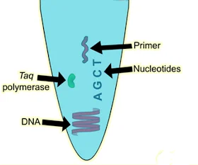 <p><mark data-color="yellow" style="background-color: yellow; color: inherit;">Allows exponential amplification of DNA → creation of over a billion copies of a given region of DNA in hours.</mark> <strong>Exponential</strong> (multiplies by 2 per cycle) Can do without culturing.</p><p><u>Reaction requirements</u>:</p><ul><li><p><mark data-color="purple" style="background-color: purple; color: inherit;">Target DNA </mark>» serves as <mark data-color="yellow" style="background-color: yellow; color: inherit;">template</mark></p></li><li><p><mark data-color="purple" style="background-color: purple; color: inherit;">Primers</mark>: short, synthetic DNA sequences that are complementary to and <mark data-color="yellow" style="background-color: yellow; color: inherit;">mark starting point for DNA synthesis</mark></p><ul><li><p>determines region of target DNA to amplify</p></li></ul></li><li><p><mark data-color="purple" style="background-color: purple; color: inherit;">Taq polymerase</mark>: heat-stable, DNA polymerase. <mark data-color="yellow" style="background-color: yellow; color: inherit;">assembles new DNA strand by adding nucleotides to primers</mark></p></li></ul><ul><li><p><mark data-color="purple" style="background-color: purple; color: inherit;">Deoxynucleotides</mark>: building blocks used by the enzyme to construct new DNA strands</p><ul><li><p><mark data-color="yellow" style="background-color: yellow; color: inherit;">dATP, dGTP, dCTP, dTTP</mark></p></li></ul></li></ul><p></p>