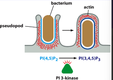 <p>Lysosomal Enzymes or Oxygen Free Radicals Generated in the Lumen of the Phagosome</p>