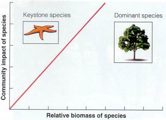 <p>Dominants are more numerically abundant </p>