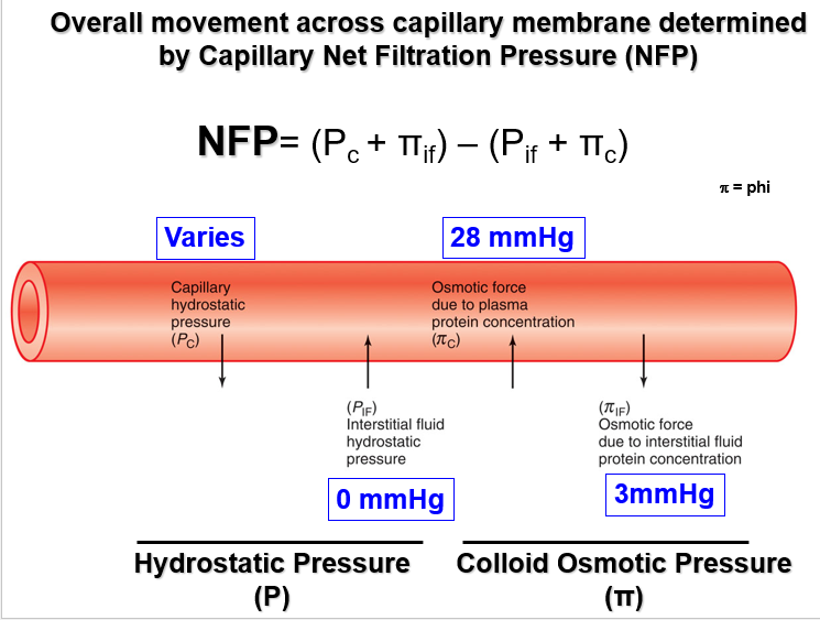 <p>Capillary Net Filtration Pressure (NFP)</p>