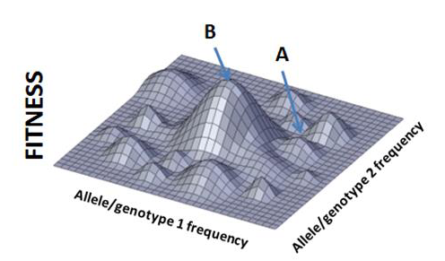 <p>12. The above figure represents Wright’s adaptive landscape. What is the most plausible way for a</p><p>population to move from Point B to Point A?</p><p>A. Genetic drift</p><p>B. Mutation</p><p>C. Recombination</p><p>D. Natural selection</p><p>E. Gene flow</p>