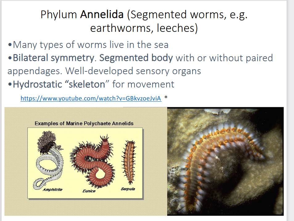 <p>-many types of worms live in the sea</p><p>-bilateral symmetry, segmented body with or without paired appendages</p><p>-well-developed sensory organs</p><p>-hydrostatic skeleton for movement</p><p>-mostly benthic infaunal or epifaunal inside tubes/hard cases, but some crawl on bottom or are planktonic</p>