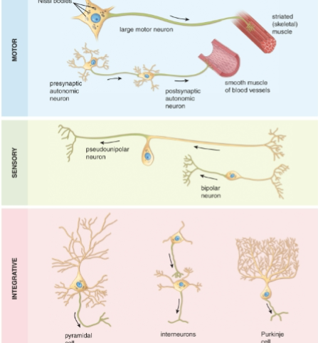 <p>nerve cells specialized to transmit electrical impulses, made of axon, cell body and dendrites; morphology (uni-, bi-, multi-polar), function (integrative, sensory, motor)</p>