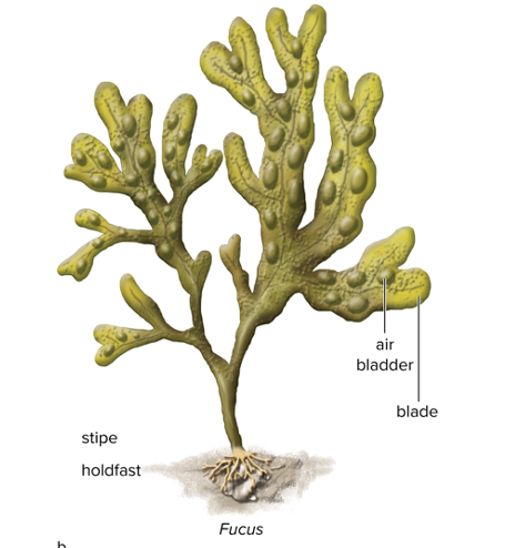 <ul><li><p><span>Multicellular seaweeds</span></p></li><li><p><span>Contain accessory pigments ranging in color from beige to black</span></p></li><li><p><span>Produce algin-gelatinous product used in foods</span></p></li><li><p><span>Sargasso Sea has large floating mats of brown algae</span></p></li><li><p><span>Kelp are most familiar: have blades and stalks</span></p></li></ul><p></p>