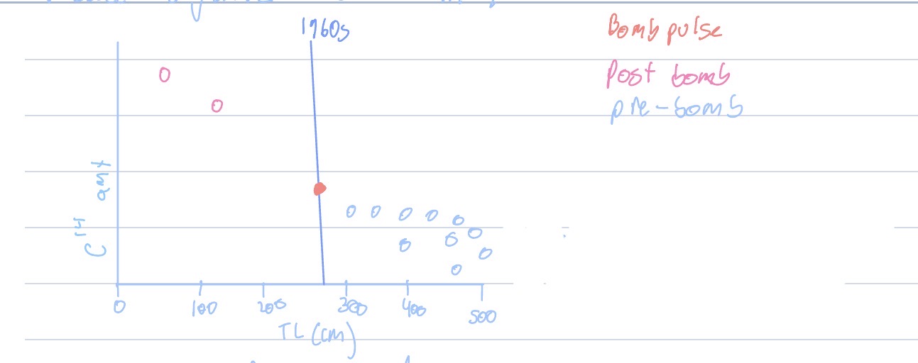 <p>What does study and graph tell us about- from Greenland shark study</p>