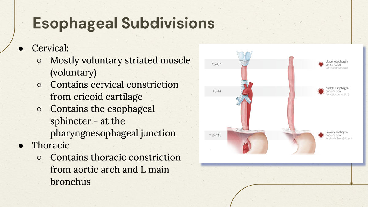 <p>Cervical- </p><ul><li><p>Mostly voluntary and striated</p></li><li><p><span>Contains <u>cervical constriction</u> from cricoid cartilage</span></p></li><li><p><span>Contains the <u>esophageal sphincter - at the pharyngoesophageal junction</u></span></p></li></ul><p></p><p> Thoracic- </p><ul><li><p><span>Contains <u>thoracic constriction</u> from aortic arch and L main bronchus  </span></p></li></ul><p></p><p>Abdominal- </p><ul><li><p><span>Involuntary smooth muscle (involuntary)</span></p></li><li><p><span>Contains <u>abdominal constriction</u> due to going through the diaphragm at the esophageal hiatus.  </span></p></li></ul><ul><li><p><span><u>Lower (inferior) esophageal sphincter (LES) - Gastroesophageal junction </u></span></p></li></ul><p></p>