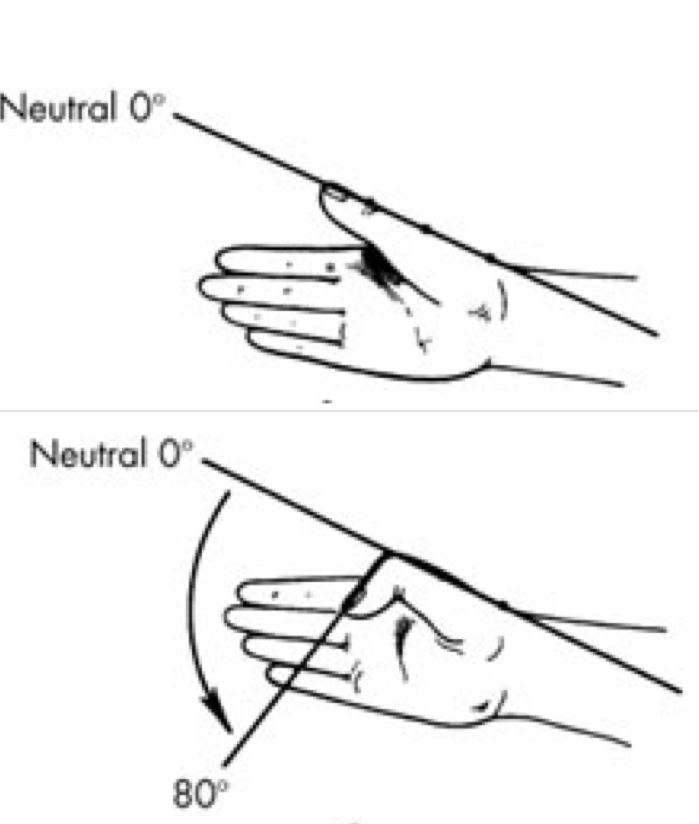 <p>Between proximal and distal phalanx </p><p>Ginglymus (hinge)</p><ul><li><p>Flexion / Extension </p></li></ul><p></p>