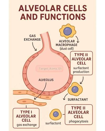 <p>What do type 1 alveolar cells do</p>
