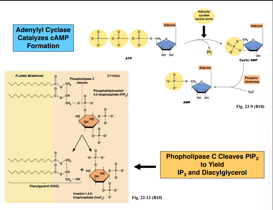 <p><span style="background-color: transparent;"><strong>Secondary Messengers — Key Molecules to Know</strong></span></p>