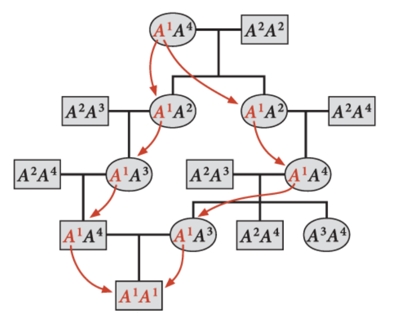 <p>Inbreeding coefficient (<em>F</em>) - probability that two alleles are identical by descent</p><ul><li><p><em>F</em> = 0 → random mating</p></li><li><p><em>F</em> = 1 → all alleles in an individual are identical by descent (seen in image)</p></li></ul><p></p>