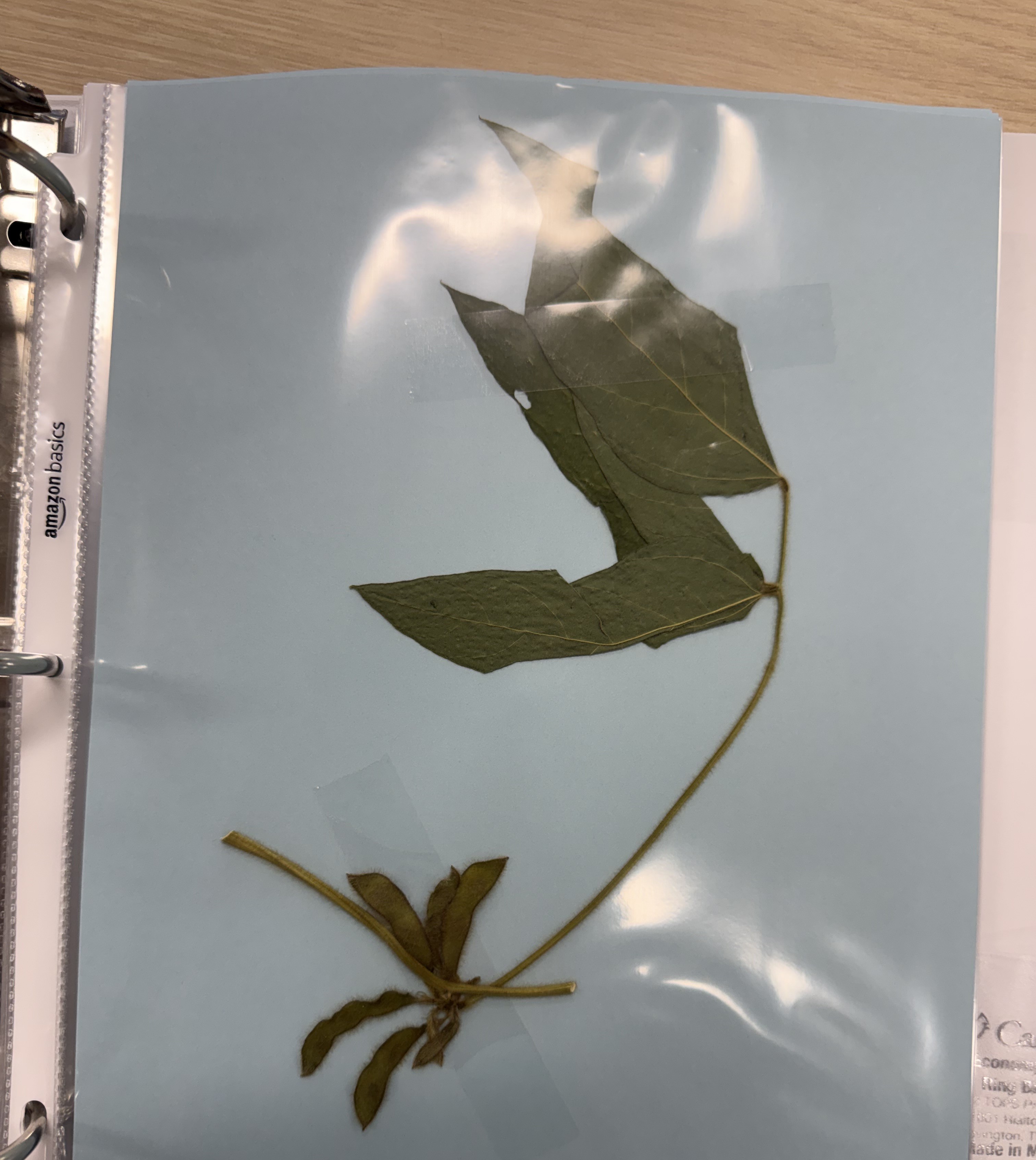 <p>Soybean</p>