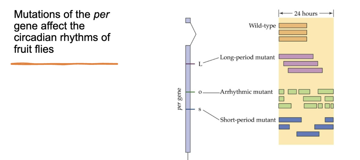<p>be able to describe this </p>